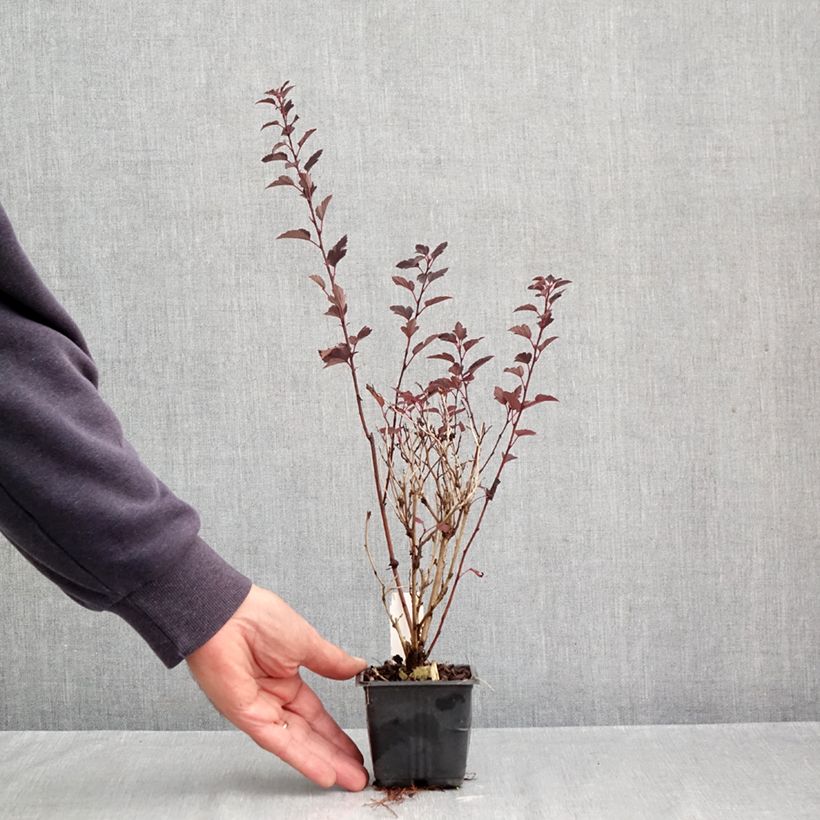 Ejemplar de Physocarpus opulifolius Little Joker Maceta de 8/9 cm entregado en otoño