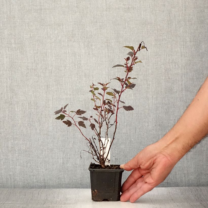 Ejemplar de Physocarpus opulifolius Little Joker Maceta de 8/9 cm entregado en verano