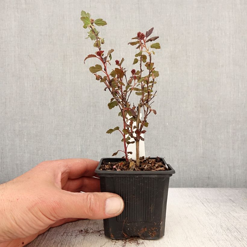 Physocarpus opulifolius Little Joker Maceta de 8/9 cm Ejemplar entregado en la primavera