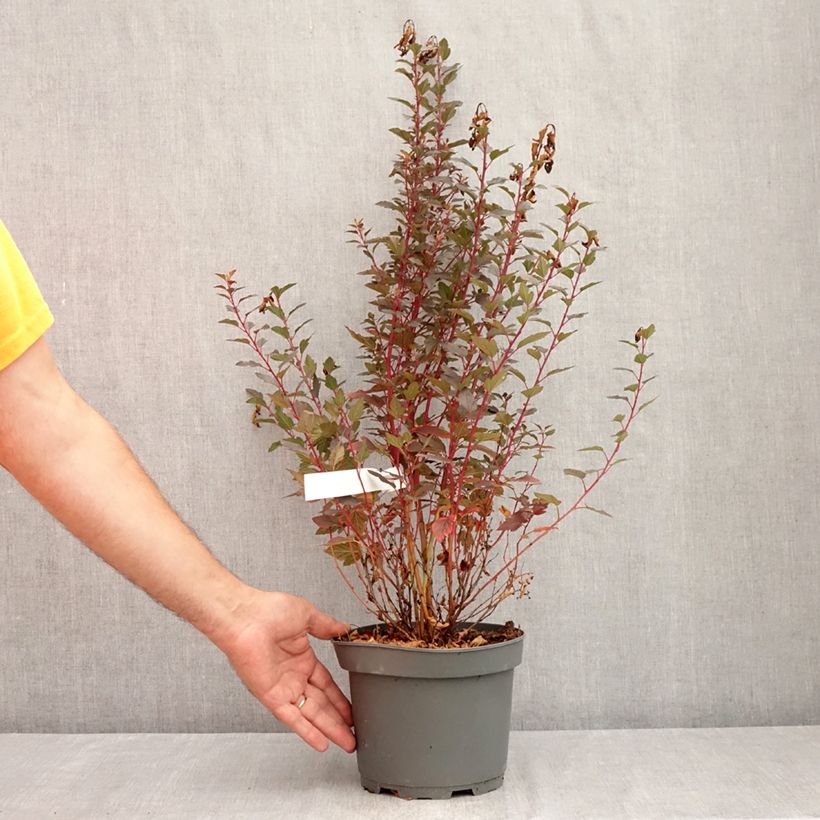 Ejemplar de Physocarpus opulifolius Little Joker Maceta 2L/3L entregado en verano