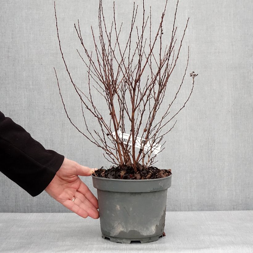 Physocarpus opulifolius Little Joker Maceta 2L/3L Ejemplar entregado en invierno