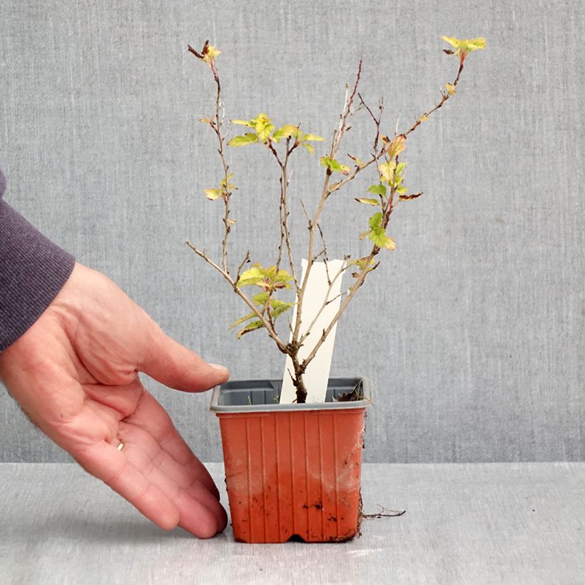 Ejemplar de Physocarpus opulifolius Lucky Devil Maceta de 8/9 cm entregado en otoño