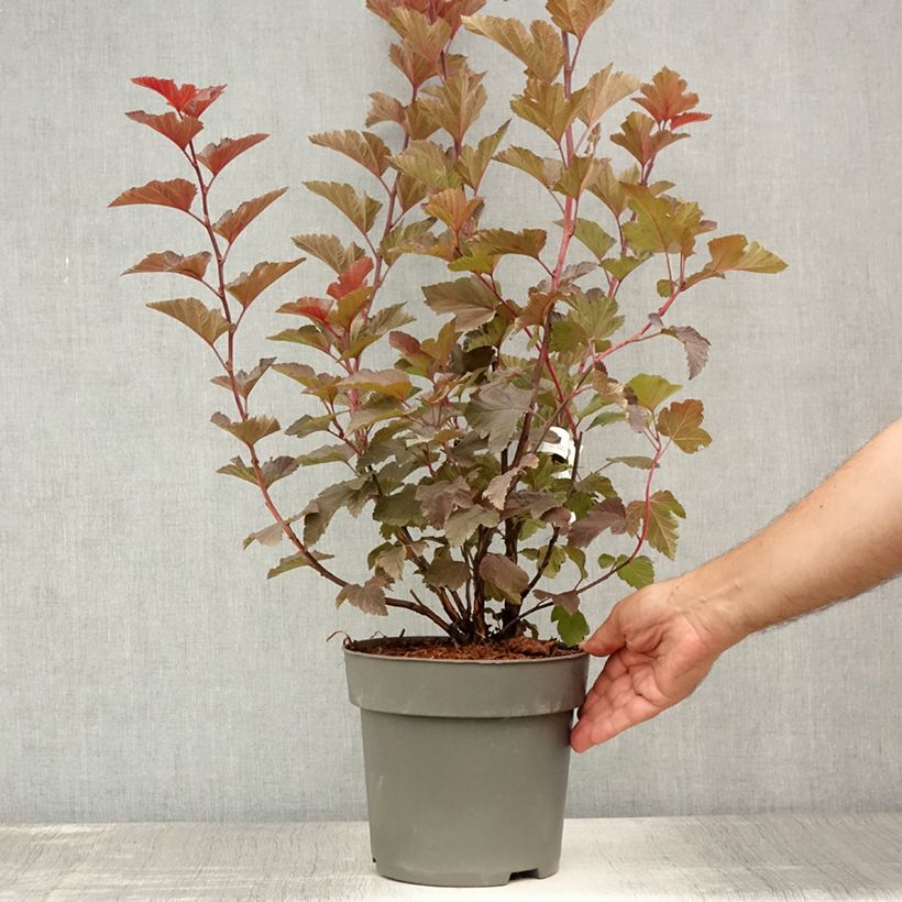 Ejemplar de Physocarpus opulifolius Magic Ball Maceta 3L/4L entregado en verano