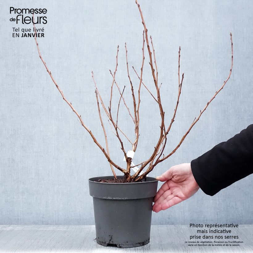 Physocarpus opulifolius Magic Ball Maceta 3L/4L Ejemplar entregado en invierno