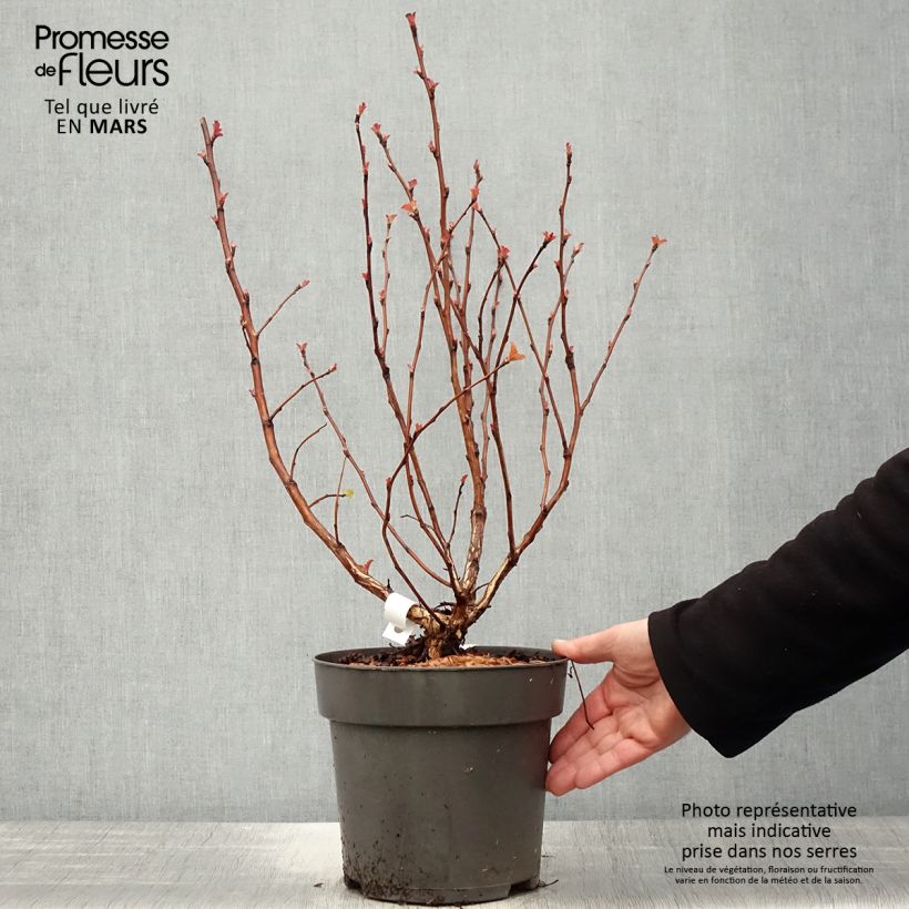 Physocarpus opulifolius Magic Ball Maceta 3L/4L Ejemplar entregado en la primavera