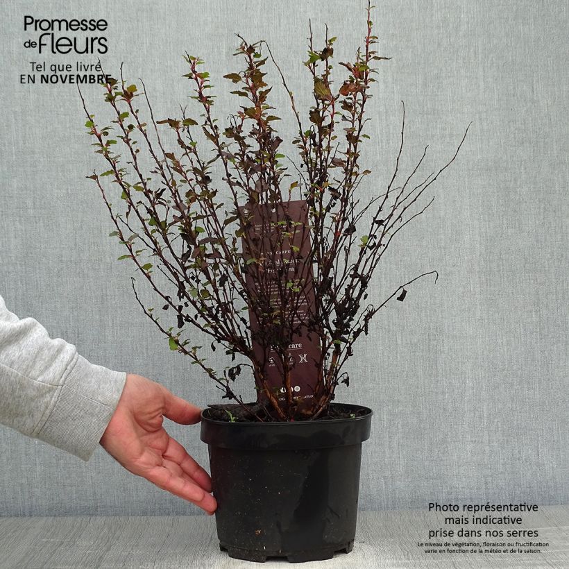 Ejemplar de Physocarpus opulifolius Magic Sweet Cherry Tea Maceta 3L/4L entregado en otoño