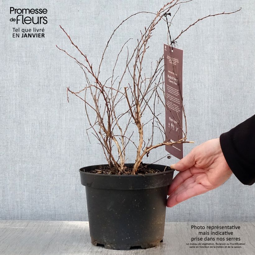 Physocarpus opulifolius Magic Sweet Cherry Tea Maceta 3L/4L Ejemplar entregado en invierno