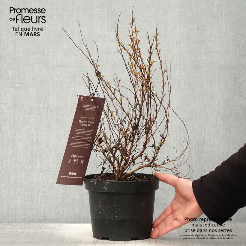 Physocarpus opulifolius Magic Sweet Cherry Tea Maceta 3L/4L Ejemplar entregado en la primavera
