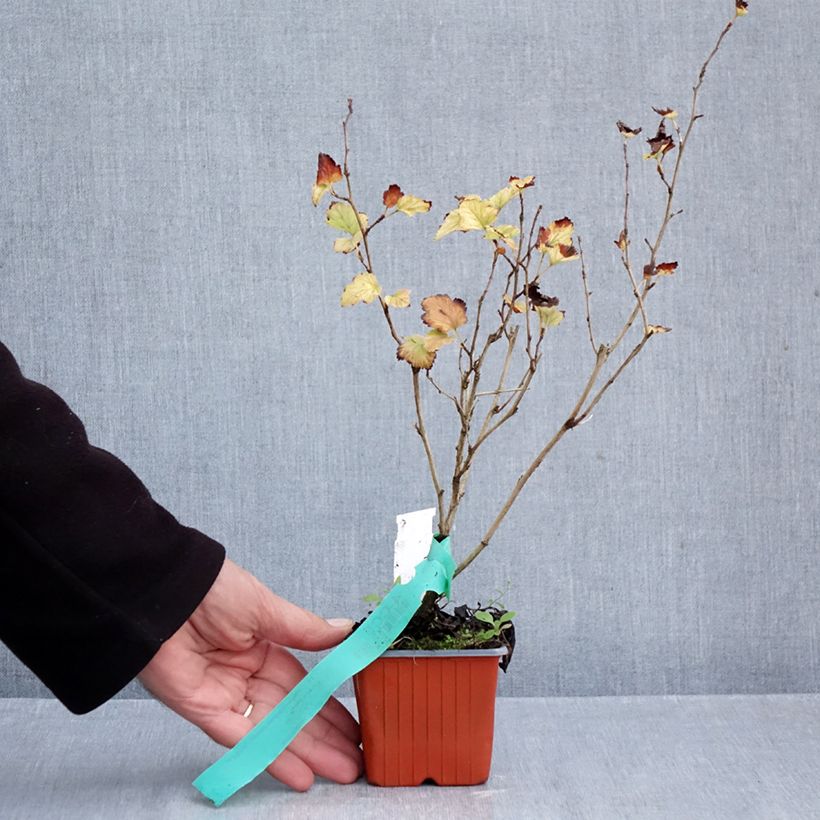 Ejemplar de Physocarpus opulifolius Nugget Maceta de 8/9 cm entregado en otoño