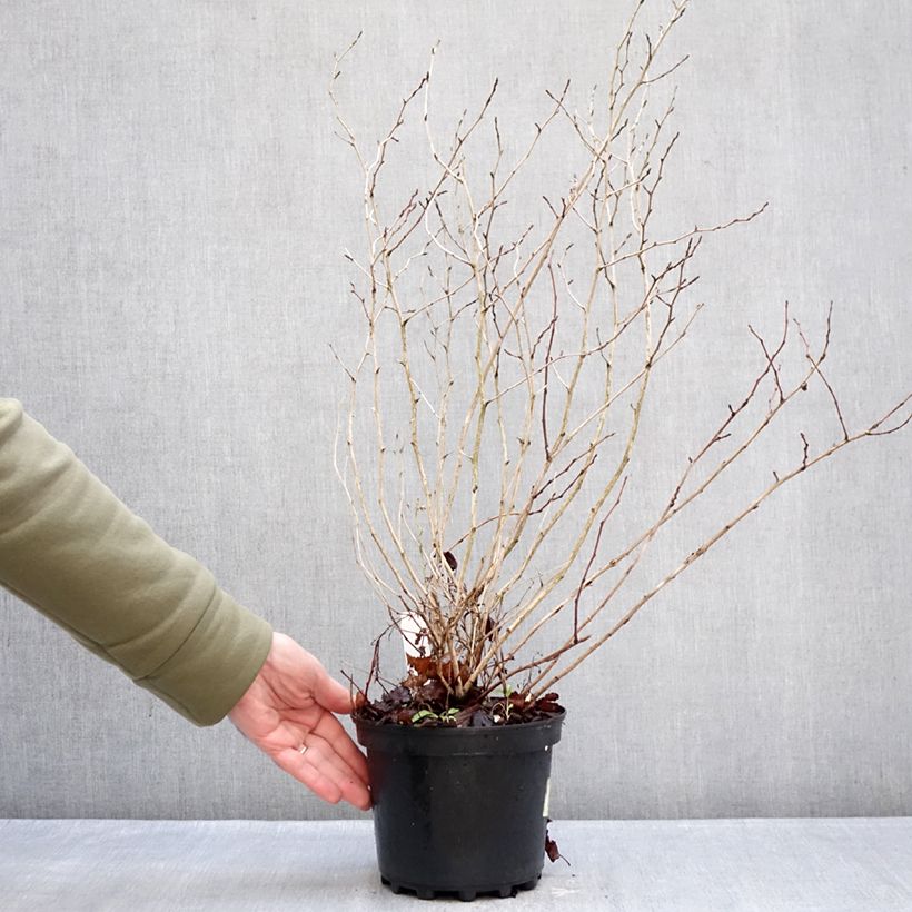 Physocarpus opulifolius Nugget Maceta 3L/4L Ejemplar entregado en invierno