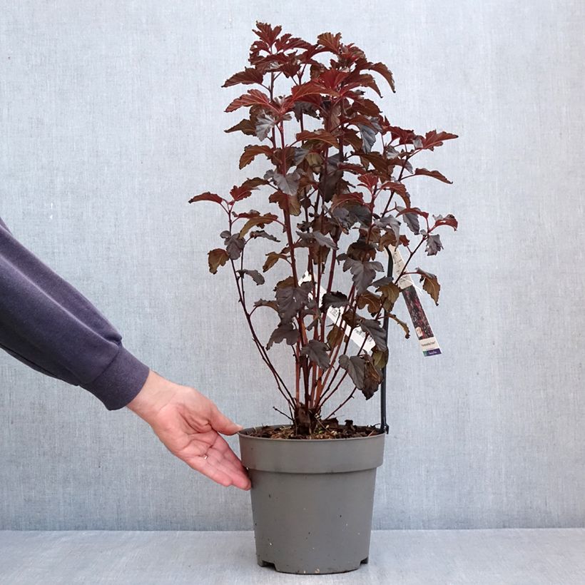Ejemplar de Physocarpus opulifolius Panther Maceta 4L/5L entregado en otoño
