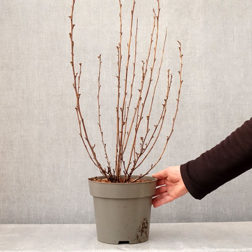 Physocarpus opulifolius Panther Maceta 4L/5L Ejemplar entregado en la primavera