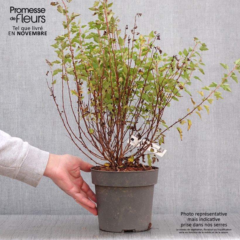Ejemplar de Physocarpus opulifolius Raspberry Lemonade Maceta 3L/4L entregado en otoño