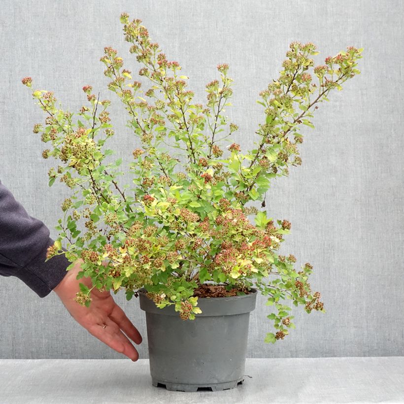 Physocarpus opulifolius Raspberry Lemonade Maceta 3L/4L Ejemplar entregado en la primavera