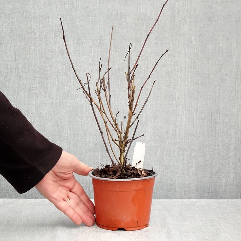 Ejemplar de Physocarpus opulifolius Red Baron Maceta de 8/9 cm entregado en otoño