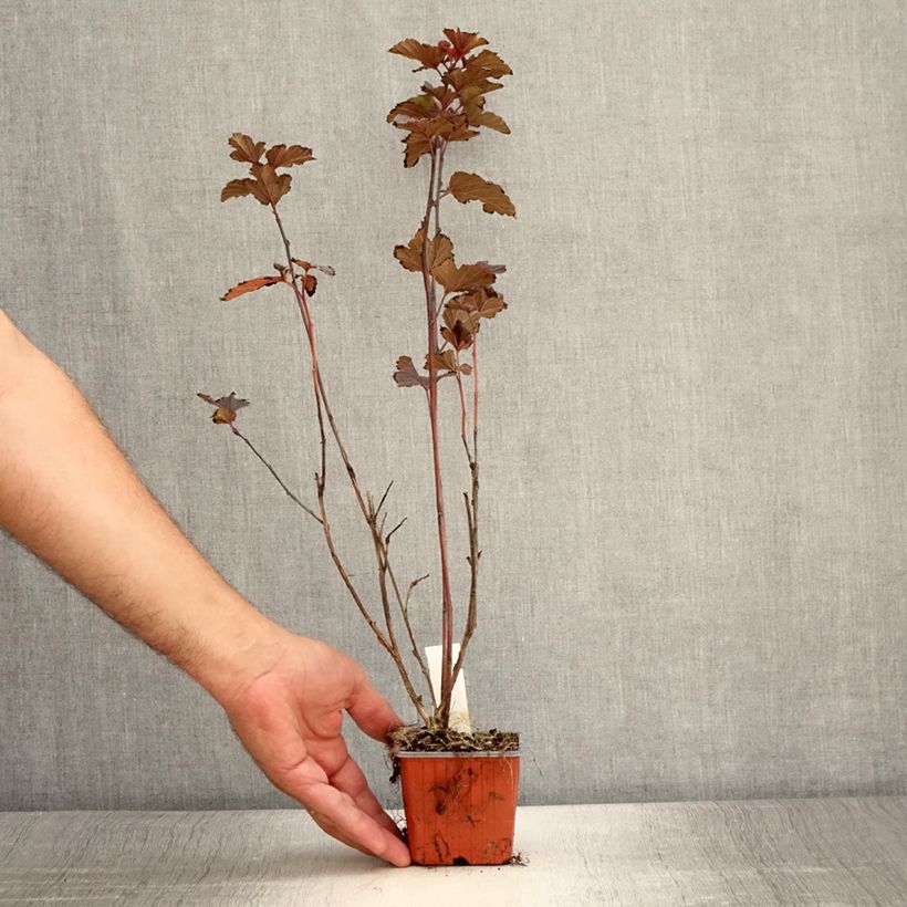 Ejemplar de Physocarpus opulifolius Red Baron Maceta de 8/9 cm entregado en verano