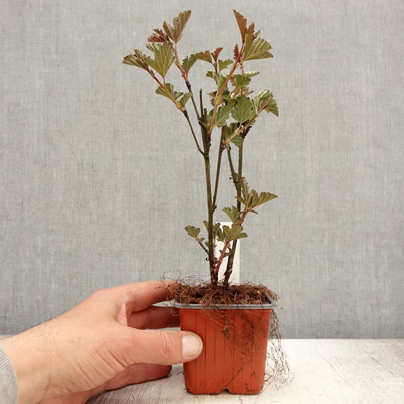 Physocarpus opulifolius Red Baron Maceta de 8/9 cm Ejemplar entregado en la primavera