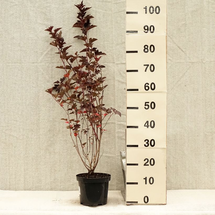 Ejemplar de Physocarpus opulifolius Red Baron Maceta 2L/3L entregado en verano