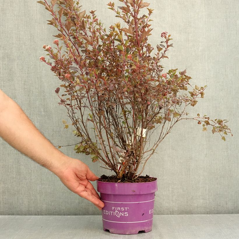 Ejemplar de Physocarpus opulifolius Spicy Devil Maceta 3L/4L entregado en verano