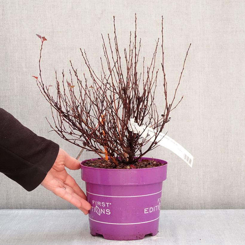 Physocarpus opulifolius Spicy Devil Maceta 3L/4L Ejemplar entregado en invierno