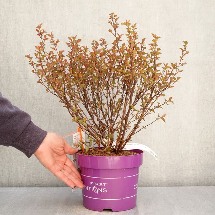 Physocarpus opulifolius Spicy Devil Maceta 3L/4L Ejemplar entregado en la primavera