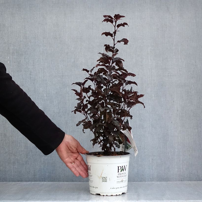 Ejemplar de Physocarpus opulifolius Tiny Wine Maceta 3L/4L entregado en otoño