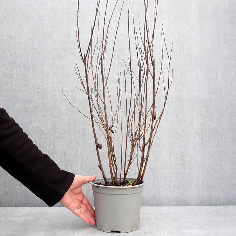 Physocarpus opulifolius Tiny Wine Maceta 3L/4L Ejemplar entregado en invierno