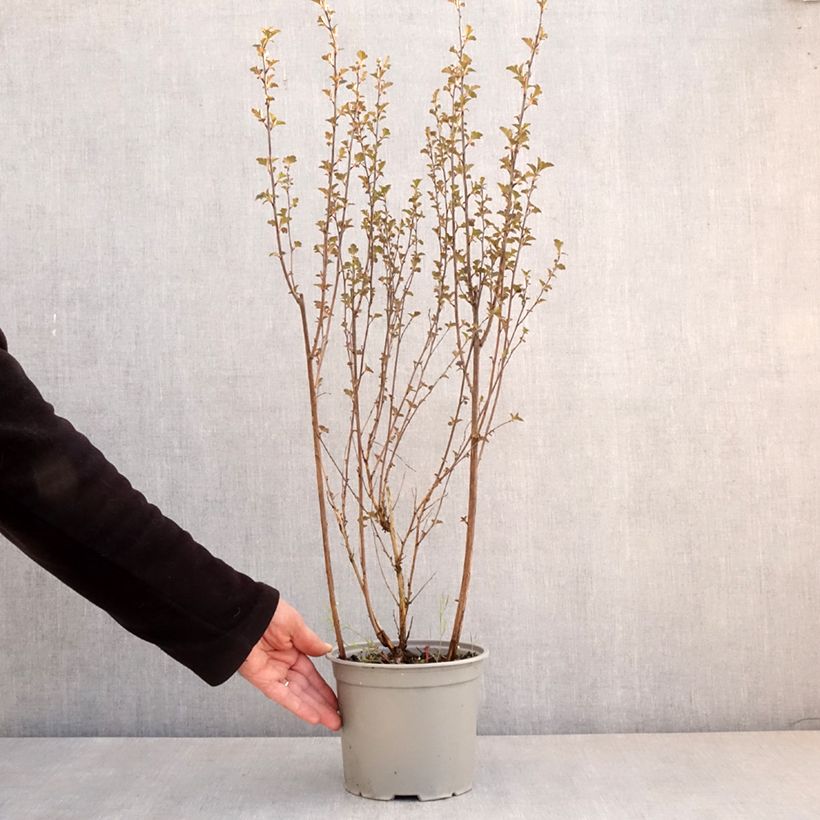 Physocarpus opulifolius Tiny Wine Maceta 3L/4L Ejemplar entregado en la primavera