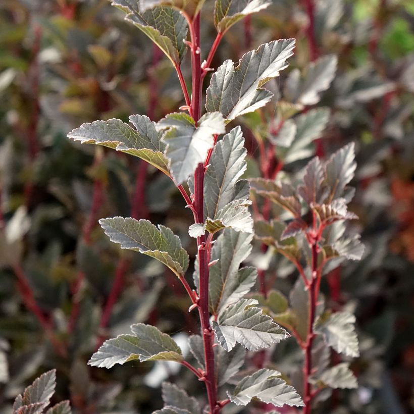 Physocarpus Tiny Wine (Follaje)