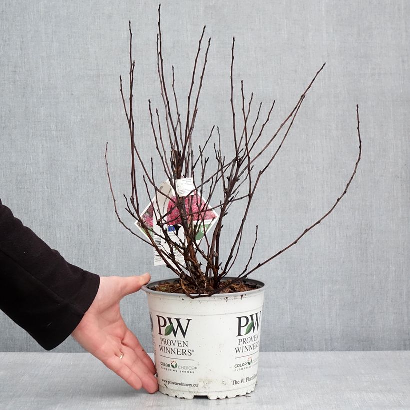 Physocarpus Tiny Wine Maceta 3L/4L Ejemplar entregado en invierno