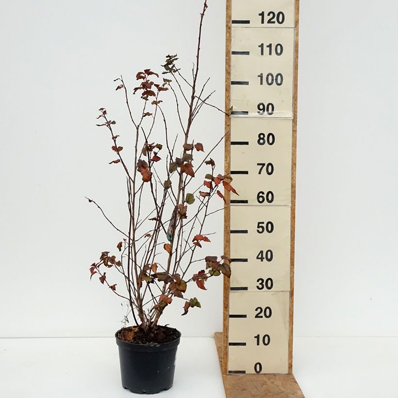 Ejemplar de Physocarpus opulifolius Zdechovice Maceta 3L/4L entregado en otoño