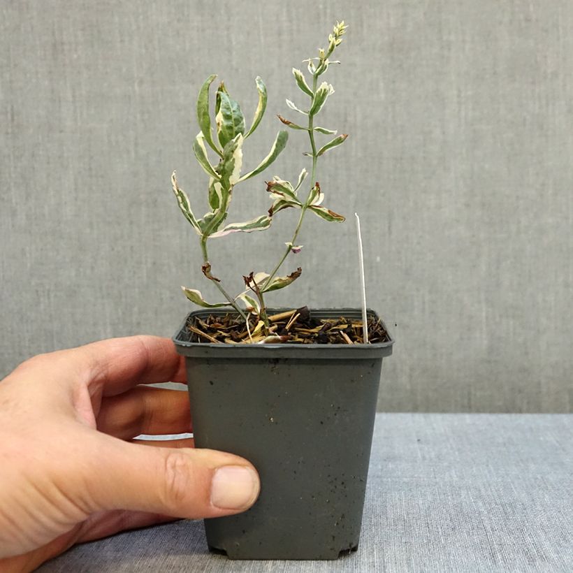 Ejemplar de Physostegia virginiana Variegata Maceta de 8/9 cm entregado en otoño