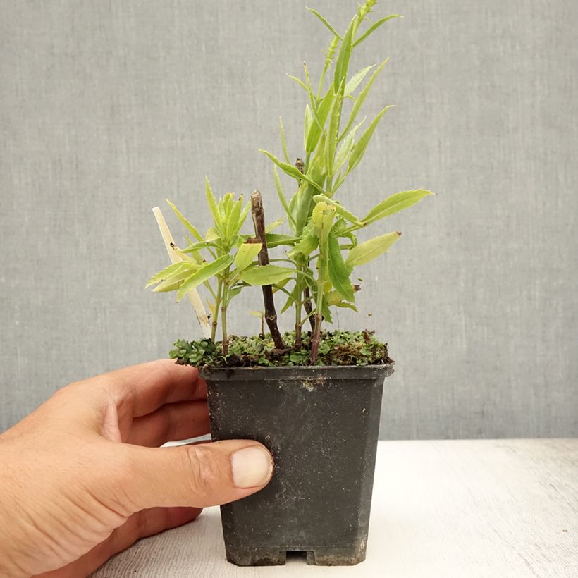 Ejemplar de Physostegia virginiana Vivid Maceta de 8/9 cm entregado en verano