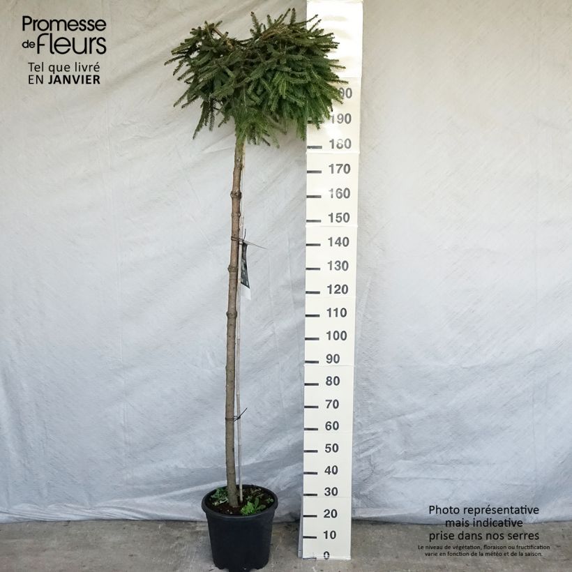 Picea abies Frohburg - Pícea común Maceta 20L/25L Ejemplar entregado en invierno