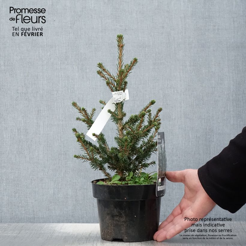 Picea abies Will's Zwerg - Pícea común Maceta 2L/3L Ejemplar entregado en invierno