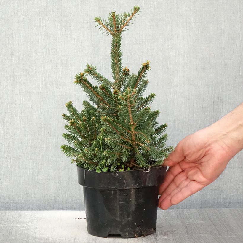 Picea abies Will's Zwerg - Pícea común Maceta 2L/3L Ejemplar entregado en la primavera
