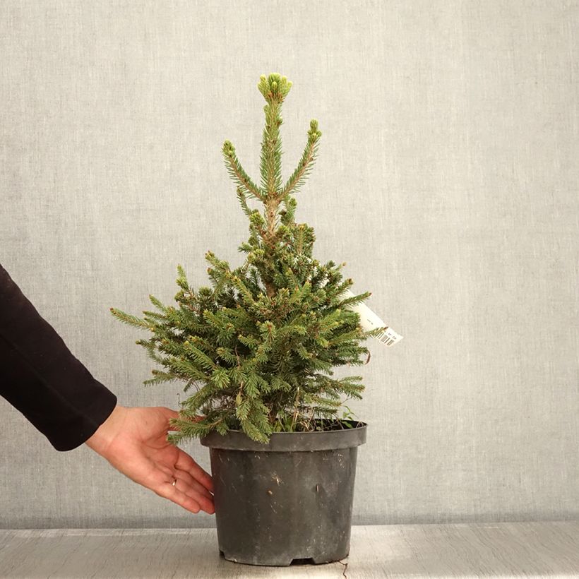 Ejemplar de Picea abies Will's Zwerg - Pícea común Maceta 7,5L/10L entregado en otoño