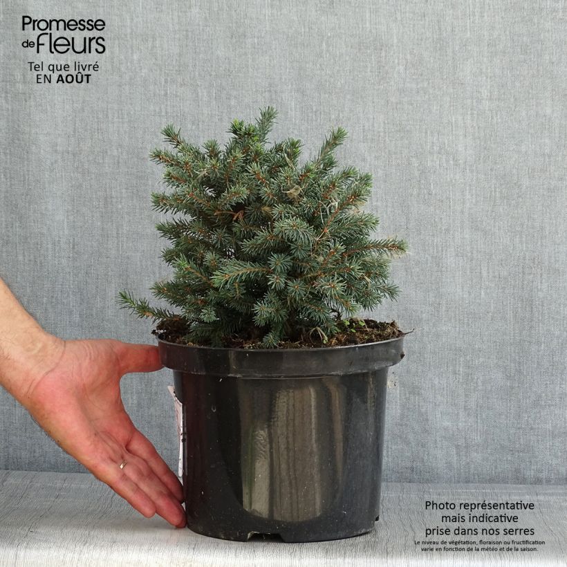 Ejemplar de Picea glauca Echiniformis Echt - Pícea blanca Maceta 4L/5L entregado en verano