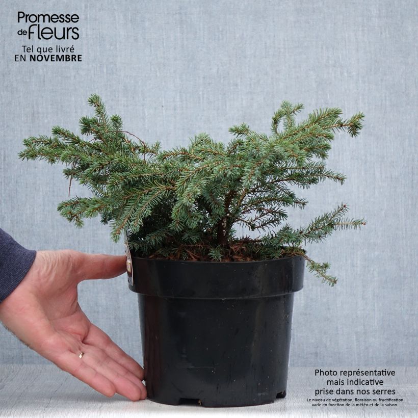 Ejemplar de Picea mariana Nana - Abeto negro Maceta 2L/3L entregado en otoño