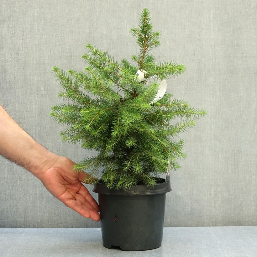Ejemplar de Picea omorika - Pícea de Serbia Maceta 3L/4L entregado en otoño