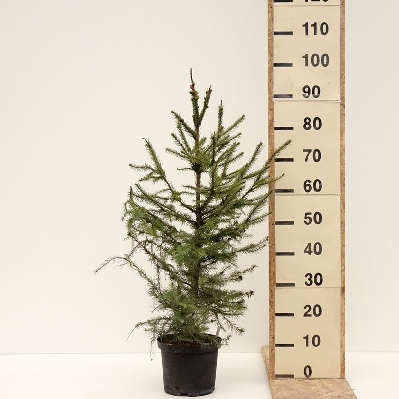 Picea omorika - Pícea de Serbia Maceta 3L/4L Ejemplar entregado en invierno