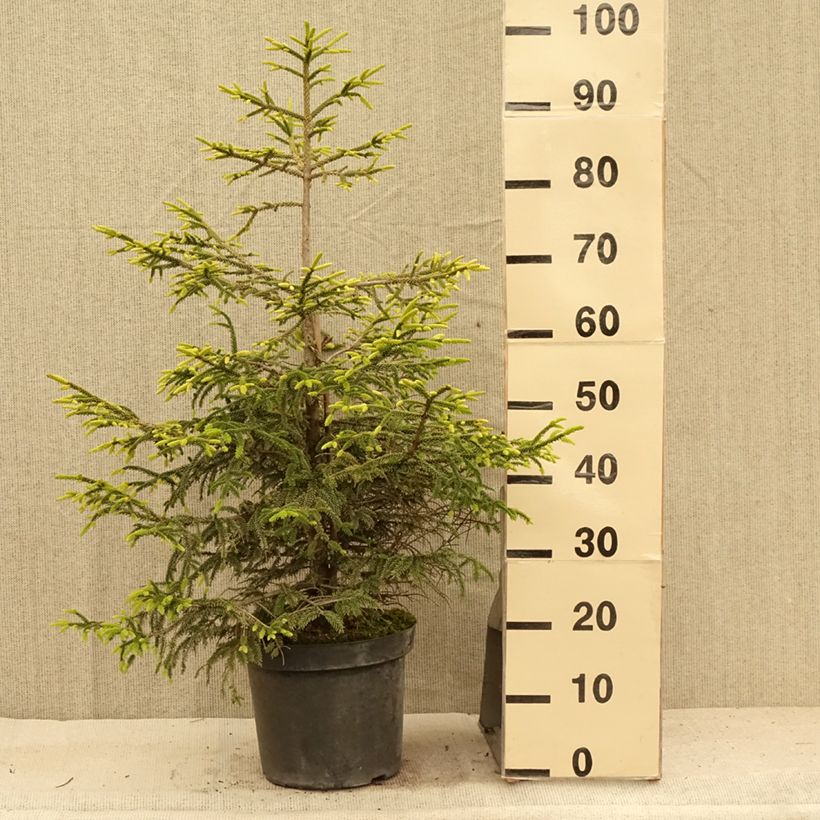 Ejemplar de Picea orientalis Aureospicata Maceta 7,5L/10L entregado en verano