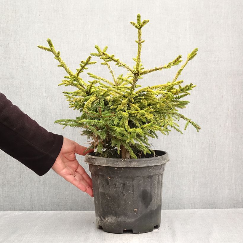 Ejemplar de Picea orientalis Barnes Maceta 3L/4L entregado en otoño
