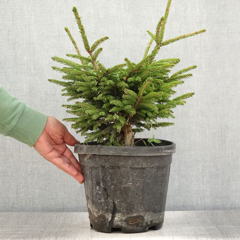 Ejemplar de Picea orientalis Barnes Maceta 3L/4L entregado en verano