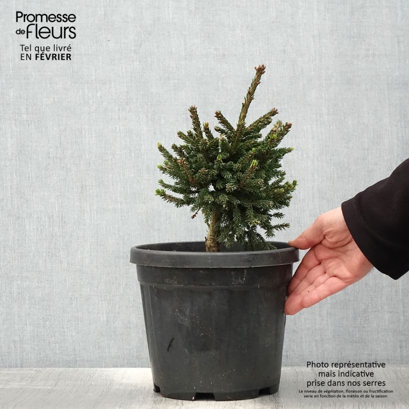Picea orientalis Barnes Maceta 3L/4L Ejemplar entregado en invierno