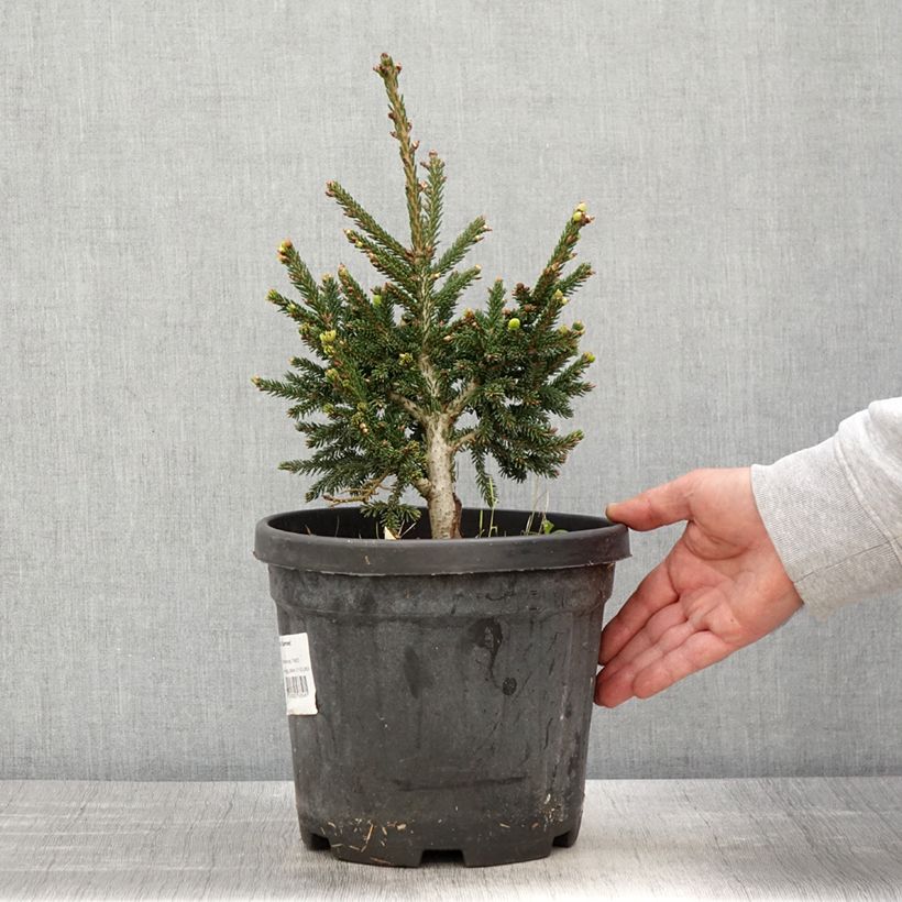 Picea orientalis Barnes Maceta 3L/4L Ejemplar entregado en la primavera
