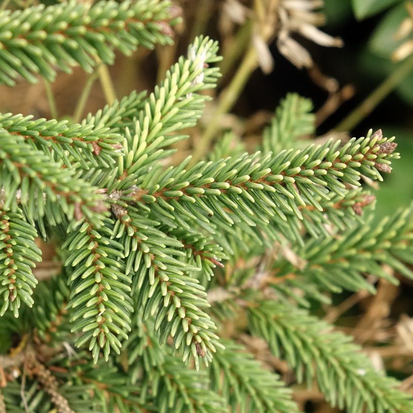 Picea orientalis Summergold (Follaje)