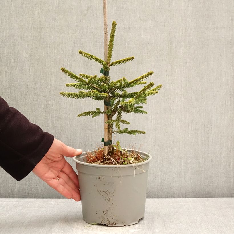 Picea orientalis Summergold Maceta 3L/4L Ejemplar entregado en la primavera