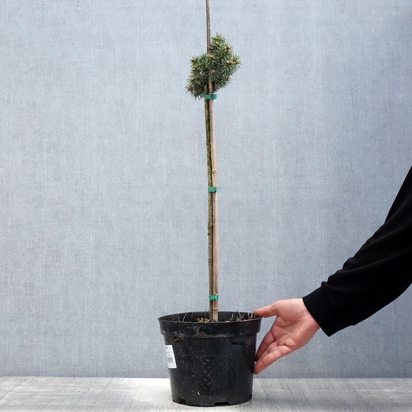 Picea pungens Brynek - Pícea de Colorado Maceta 4L/5L, Tallo Ejemplar entregado en la primavera
