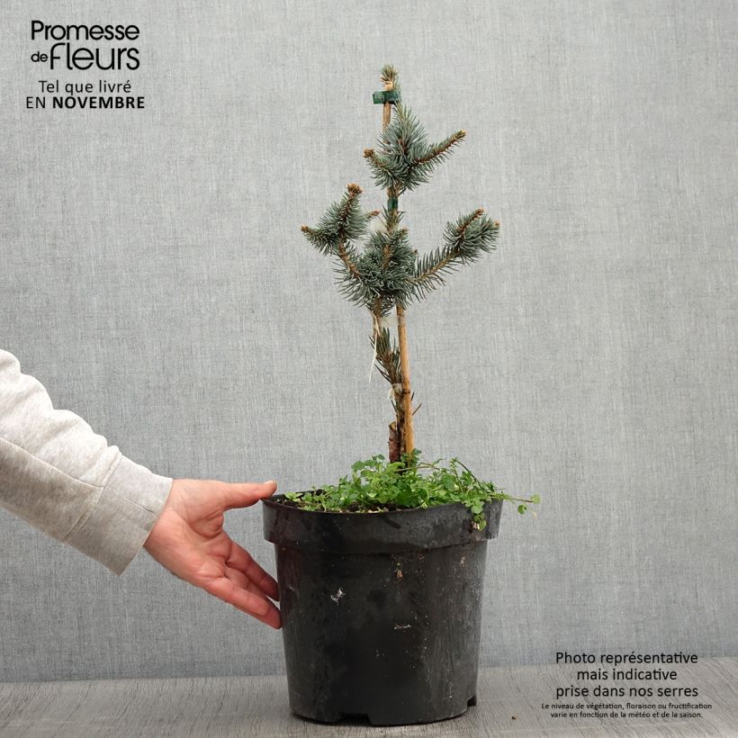 Ejemplar de Picea pungens Iseli Foxtail - Pícea de Colorado Maceta 3L/4L entregado en otoño